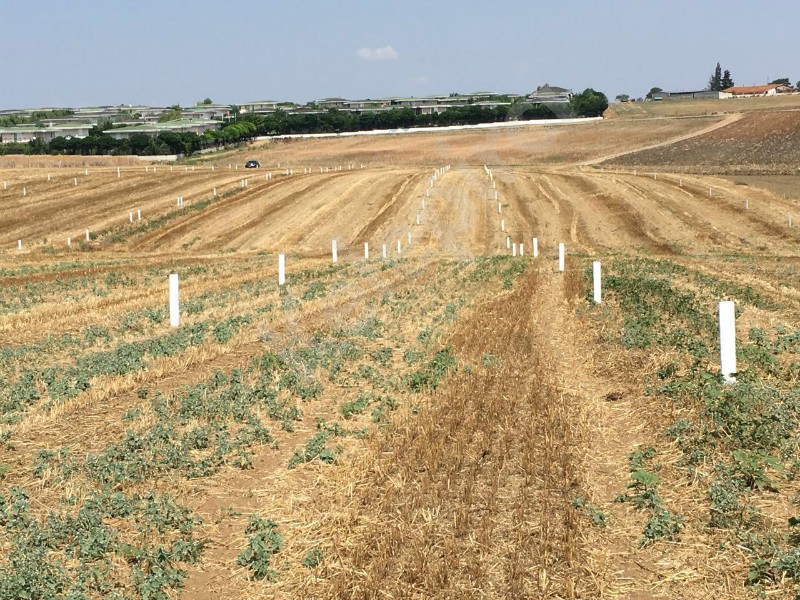 Lorem Ipsum Dolor Sit Amet 7